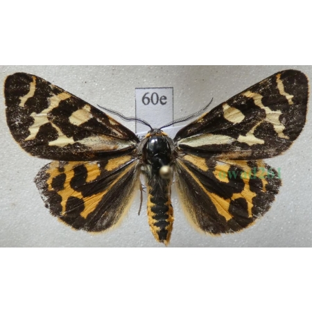 Parasemia plantaginis (Linnaeus, 1758) form yellow Niedźwiedziówka babkówka, misiówka czwórka Poland60e